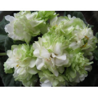 Фиалка Spring Rouse ( укорененный лист с детками )